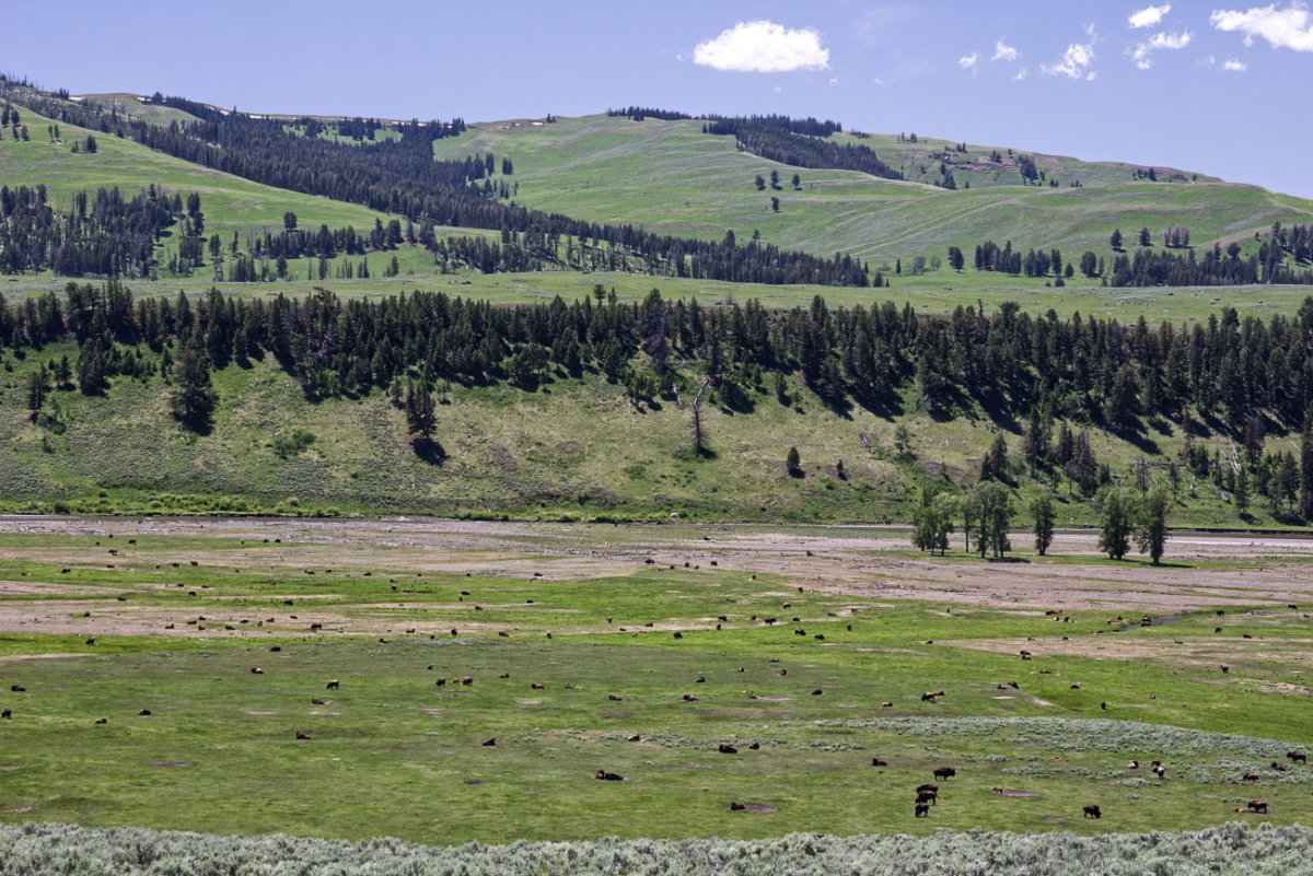 Park Narodowy Yellowstone, Wyoming, Stany Zjednoczone Park Narodowy Yellowstone, Wyoming, Stany Zjednoczone