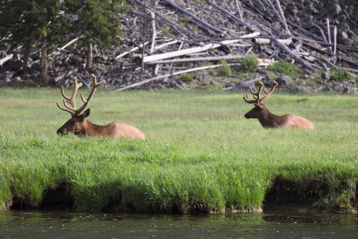 Park Narodowy Yellowstone, Wyoming, Stany Zjednoczone Park Narodowy Yellowstone, Wyoming, Stany Zjednoczone